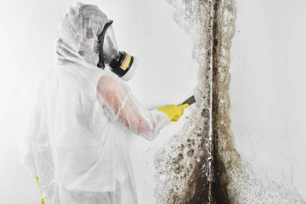 Mold Documentation for Insurance Claims in Fritz Creek, AK